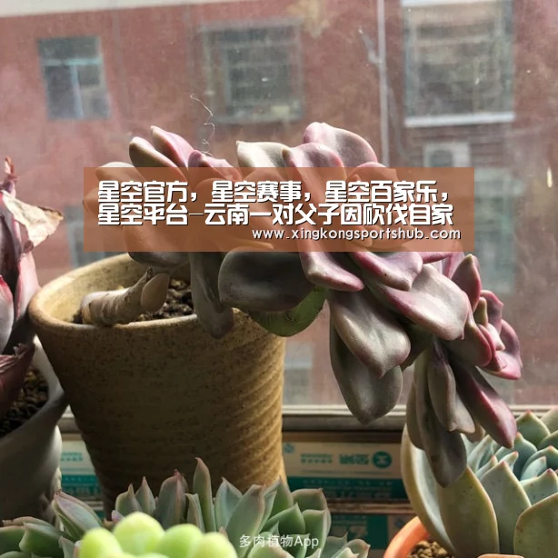 星空官方,星空赛事,星空百家乐,星空平台-云南一对父子因砍伐自家树木被判刑(图1) 星空官方,星空赛事,星空百家乐,星空平台